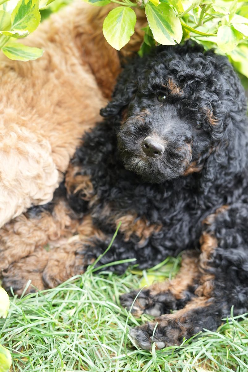 Moyen and Standard Poodle Puppies - Health Tested Parents