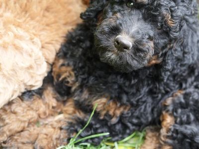 Moyen and Standard Poodle Puppies - Health Tested Parents