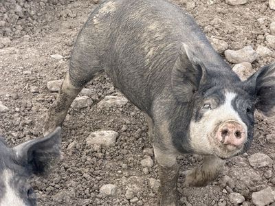 Berkshire Boar