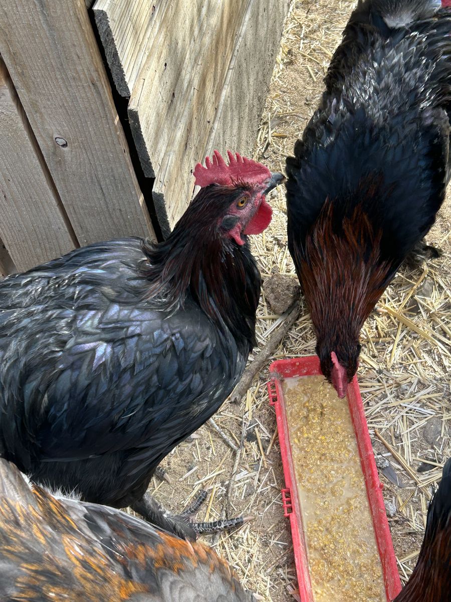 Black Copper Marans Roos Available