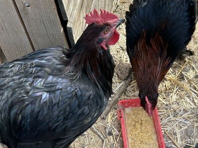 Black Copper Marans Roos Available