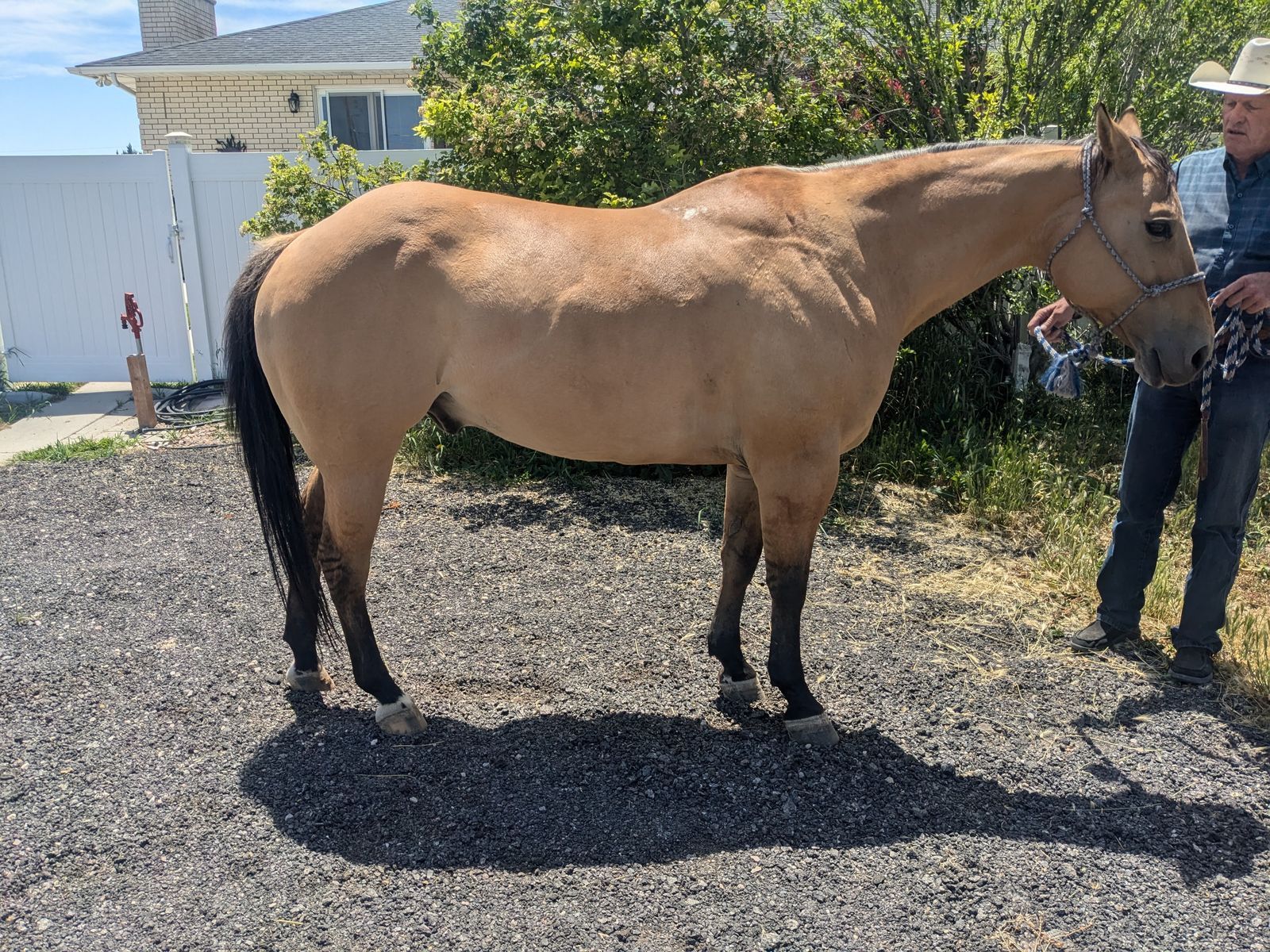 Rope Horse