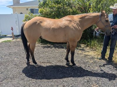 Rope Horse