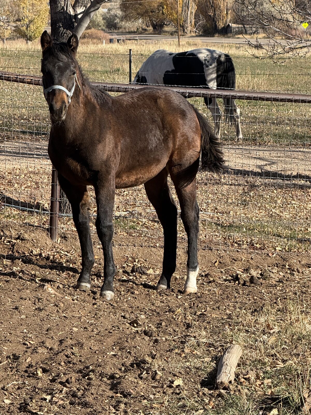2025 APHA filly