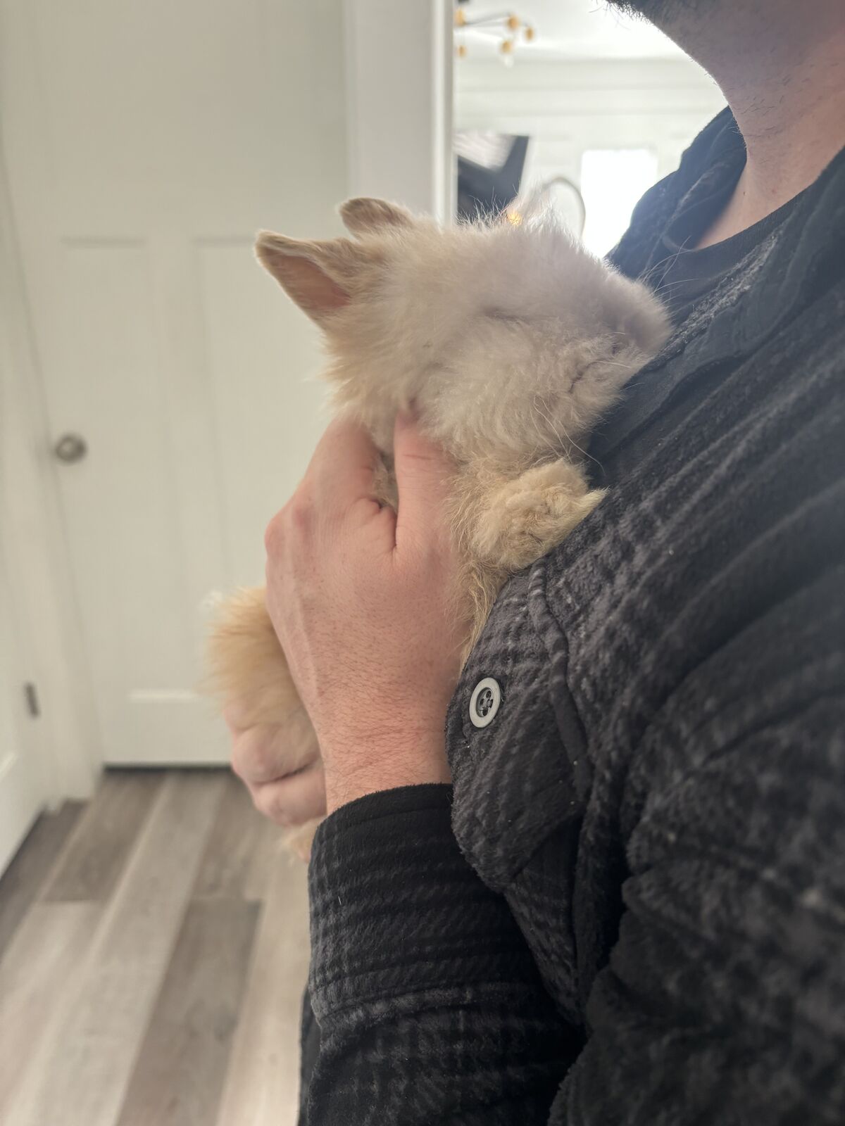 Astrid lionhead mix 8 wk old bunny