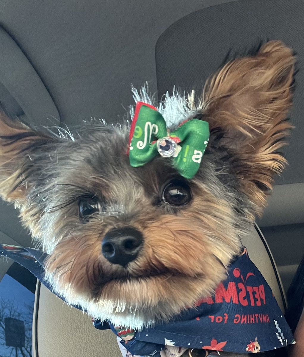 1 Year Old Female Yorkie