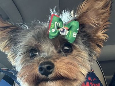 1 Year Old Female Yorkie