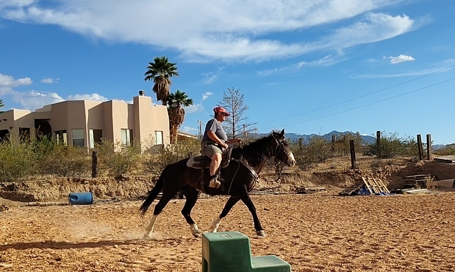 Fancy gelding