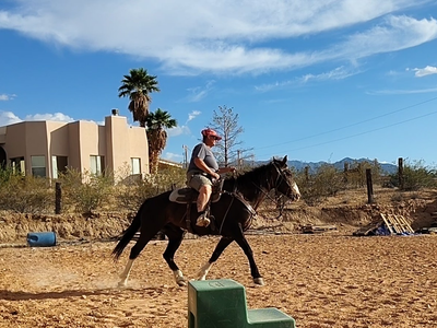Fancy gelding