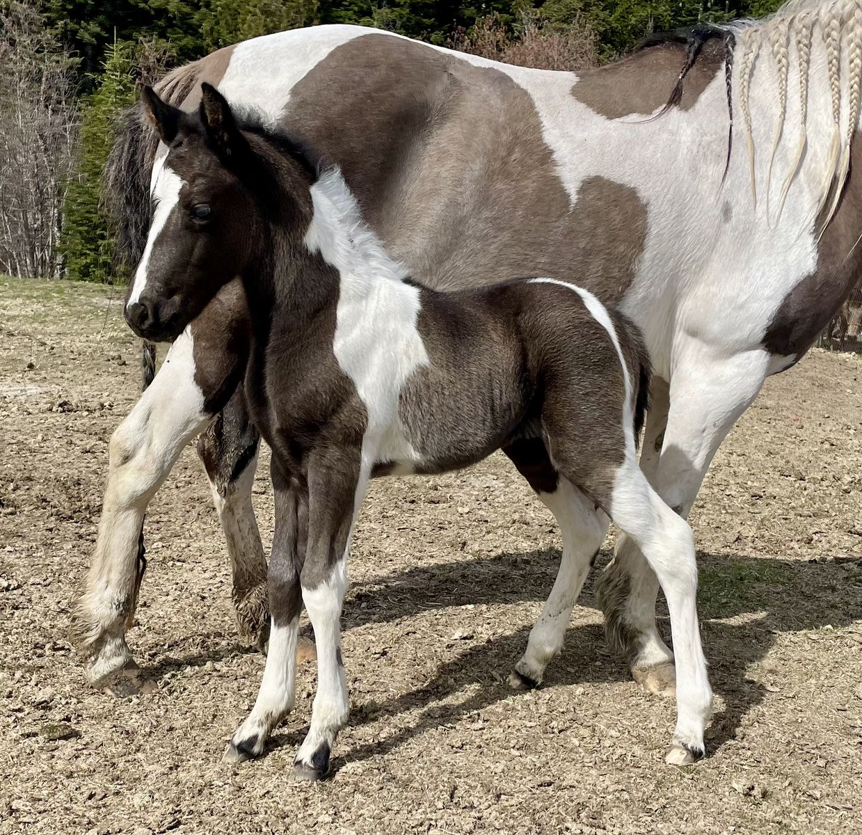 Half Friesian Painted Filly!