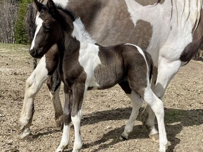 Half Friesian Painted Filly!