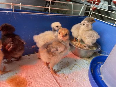 Blue Red Laced Wyandotte & silkie chicks for sale