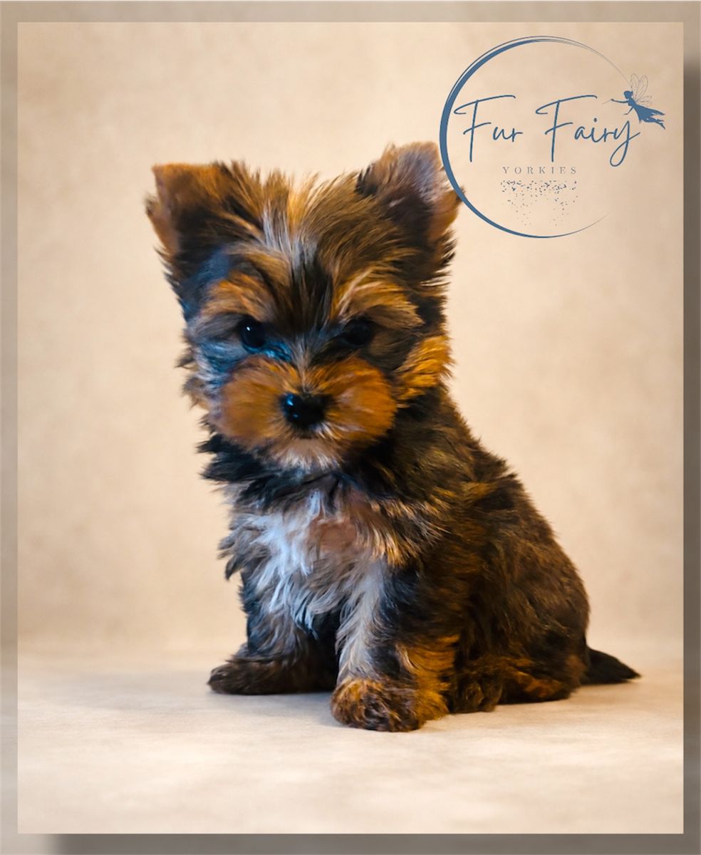 Rare Yorkie Puppy