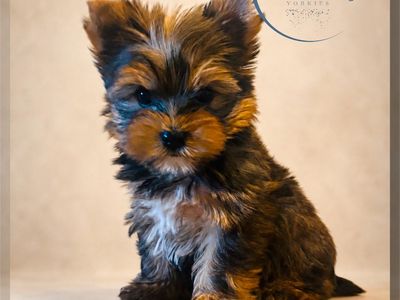Rare Yorkie Puppy