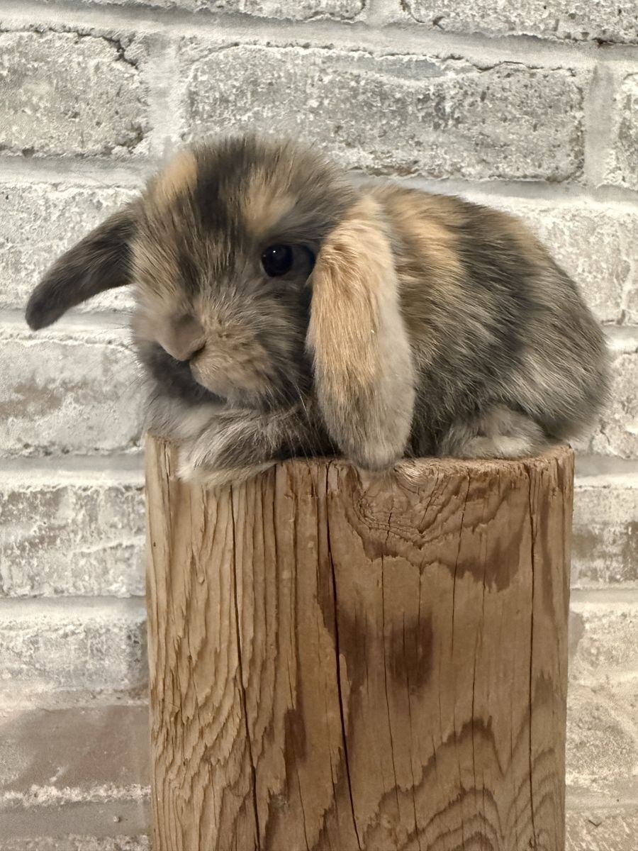 Adorable Holland Lop Bunny Bunnies