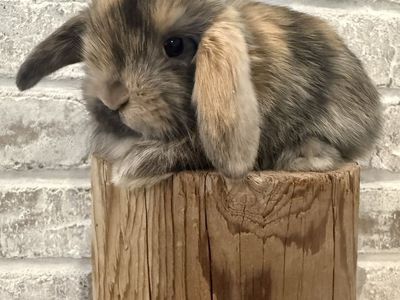 Adorable Holland Lop Bunny Bunnies