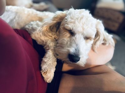 PENDING! Neutered/Trained! Male Mini GoldenDoodle!!