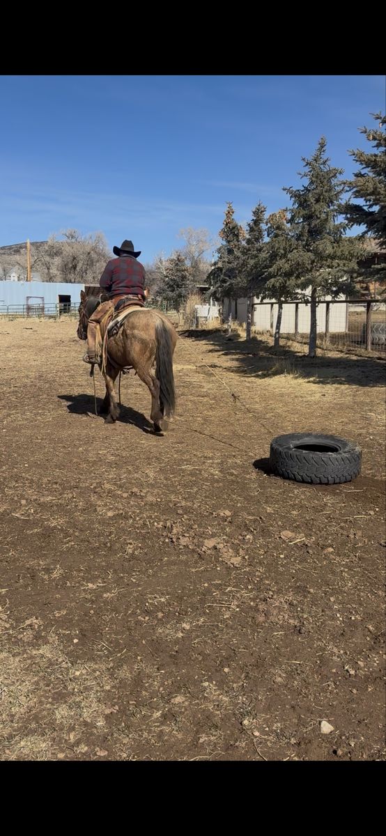 2 year old half draft mare
