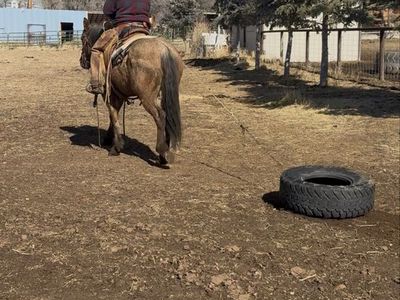 2 year old half draft mare