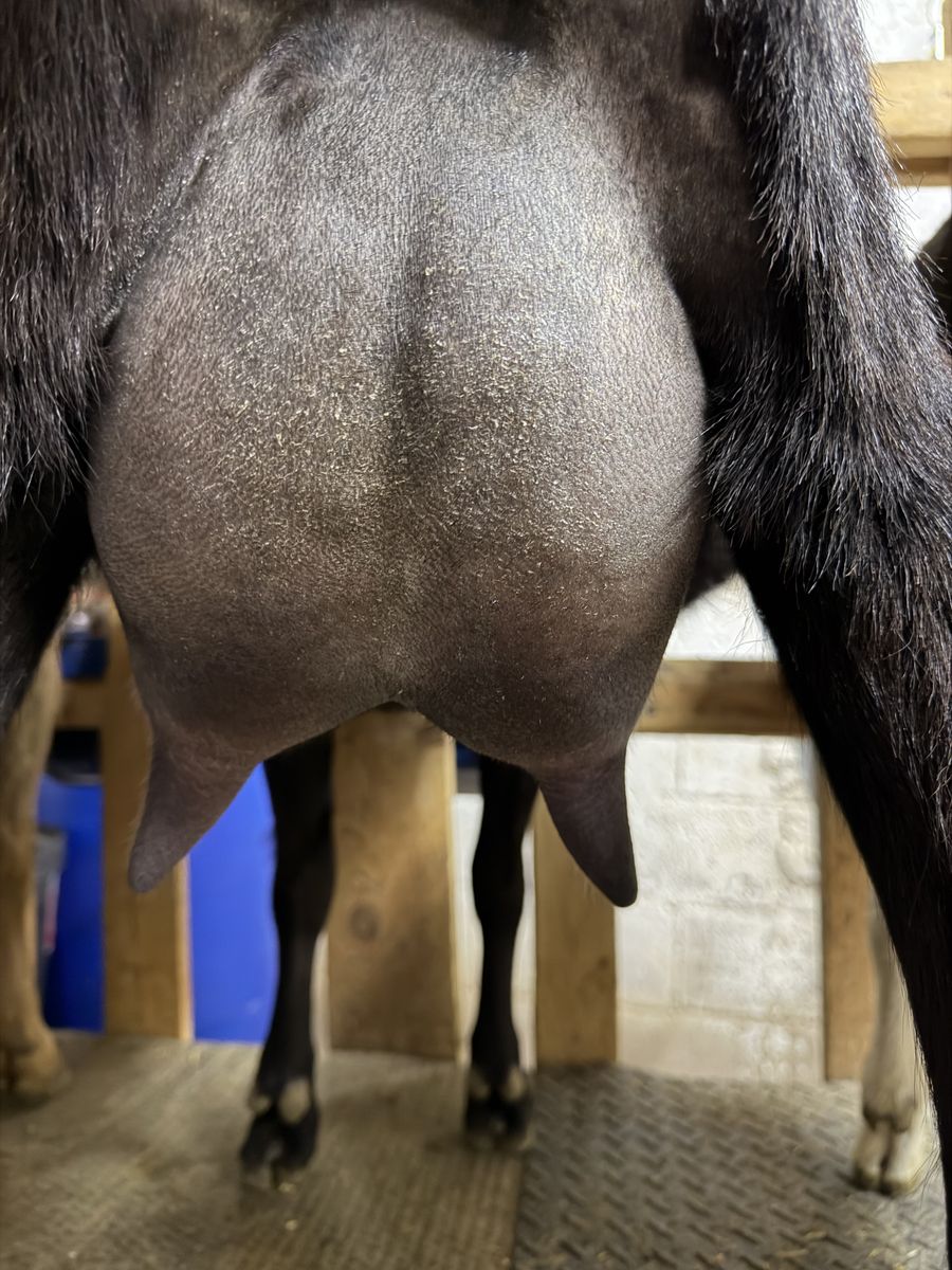 Registred purebred Adga Lamnchas