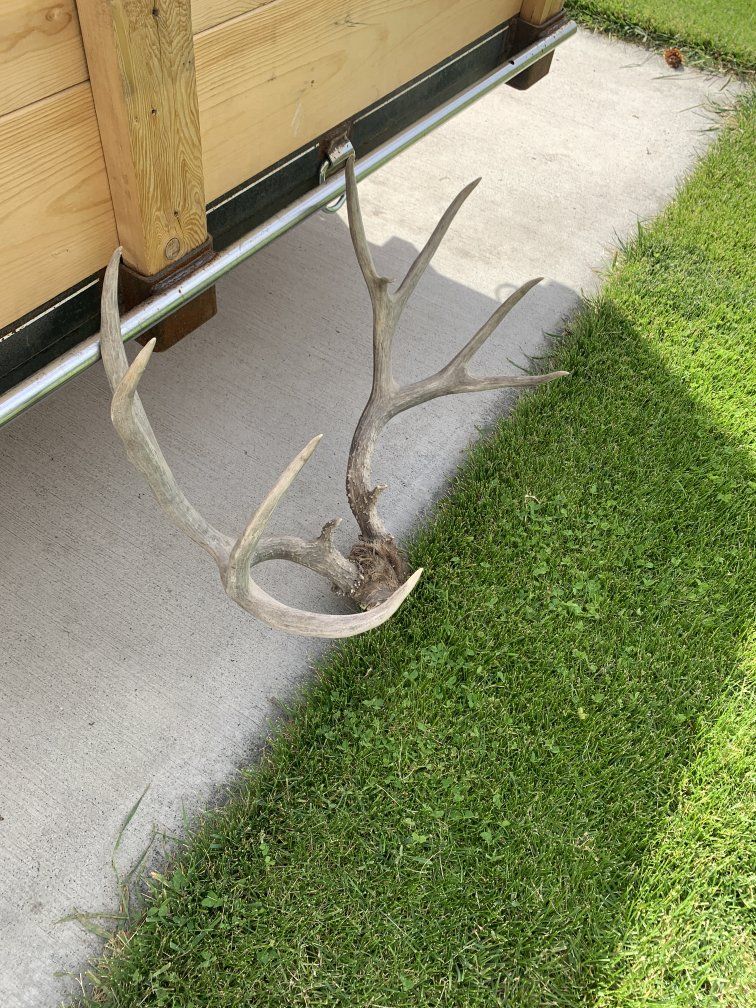 Mule Deer Antlers