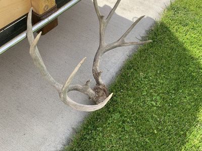Mule Deer Antlers