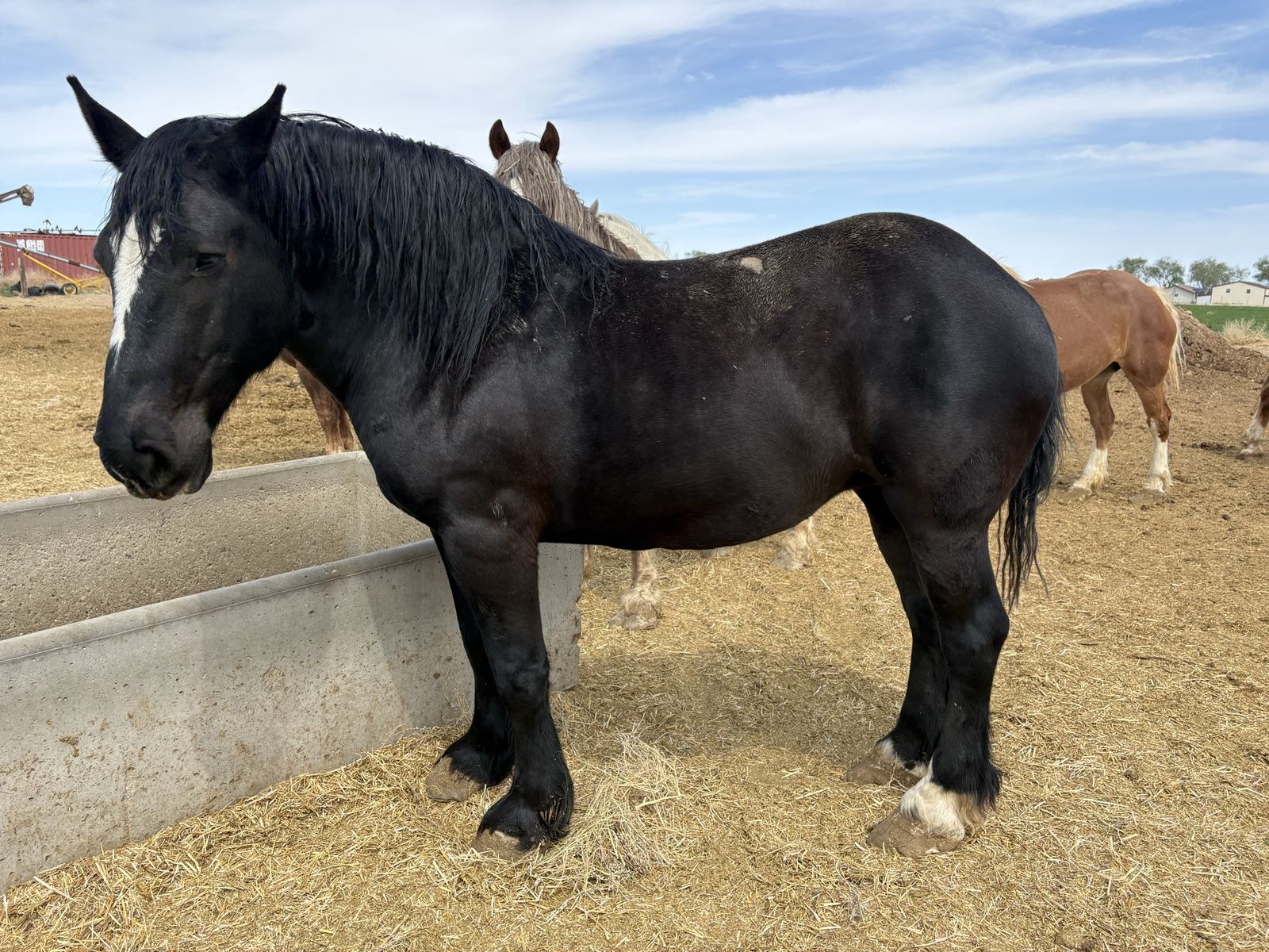 12 year old Percheron mare