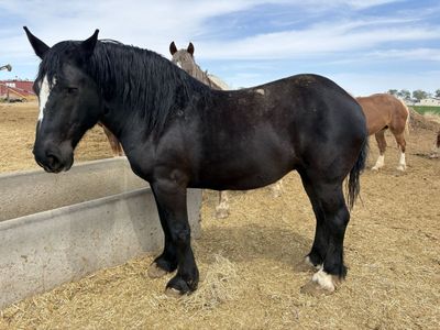 12 year old Percheron mare
