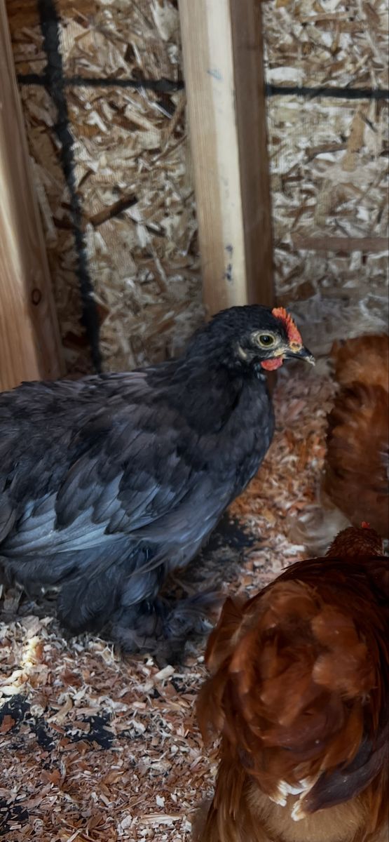 Free Cochin bantam Roo