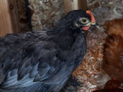 Free Cochin bantam Roo