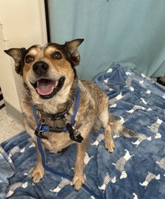 A163971 Zendaya, Available for Adoption