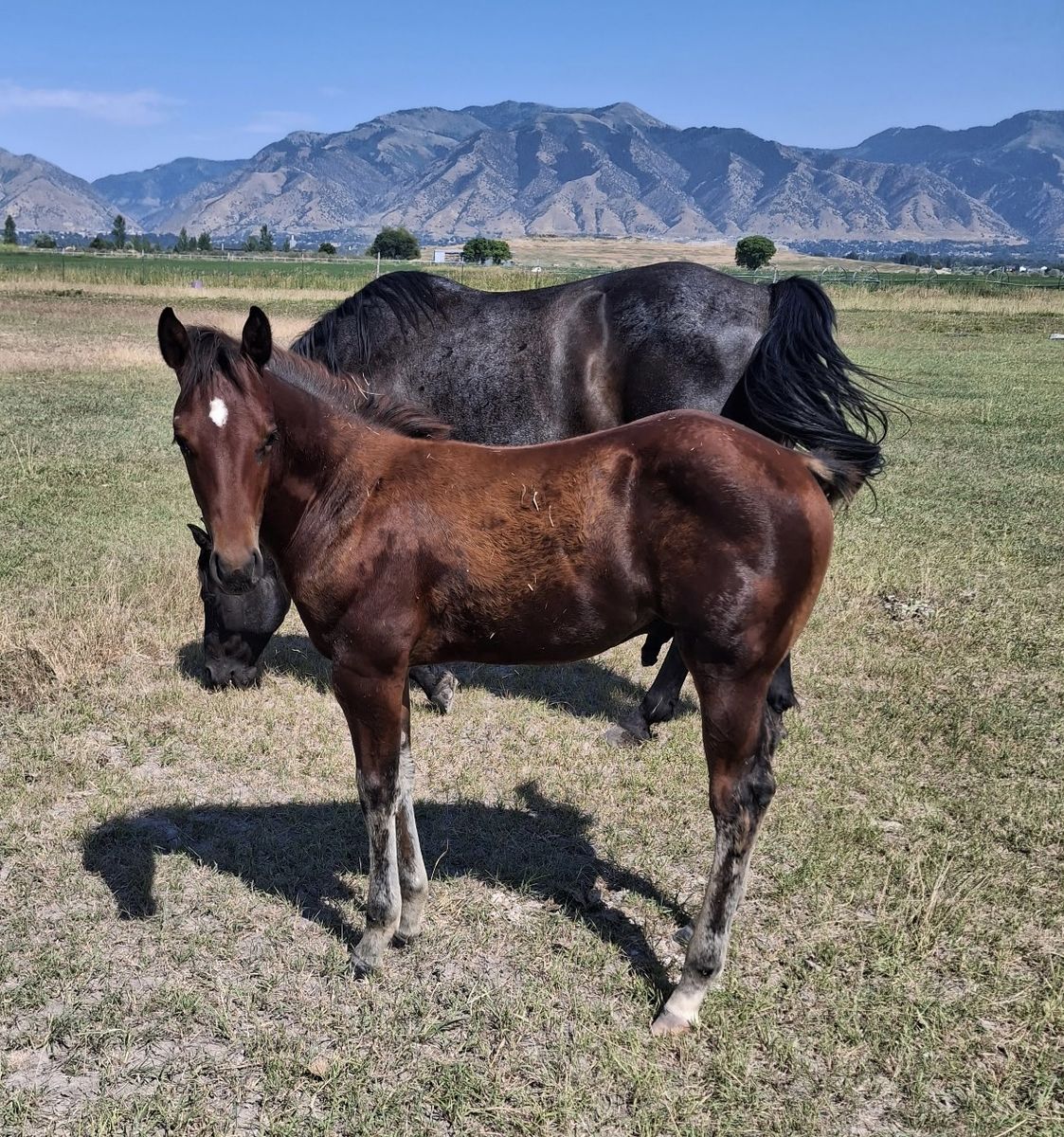 2026 Bay Stud Colt