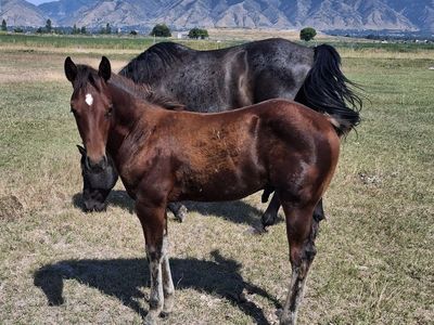 2026 Bay Stud Colt