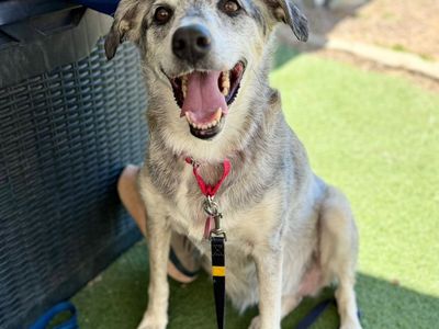 Rosie would love to be chosen