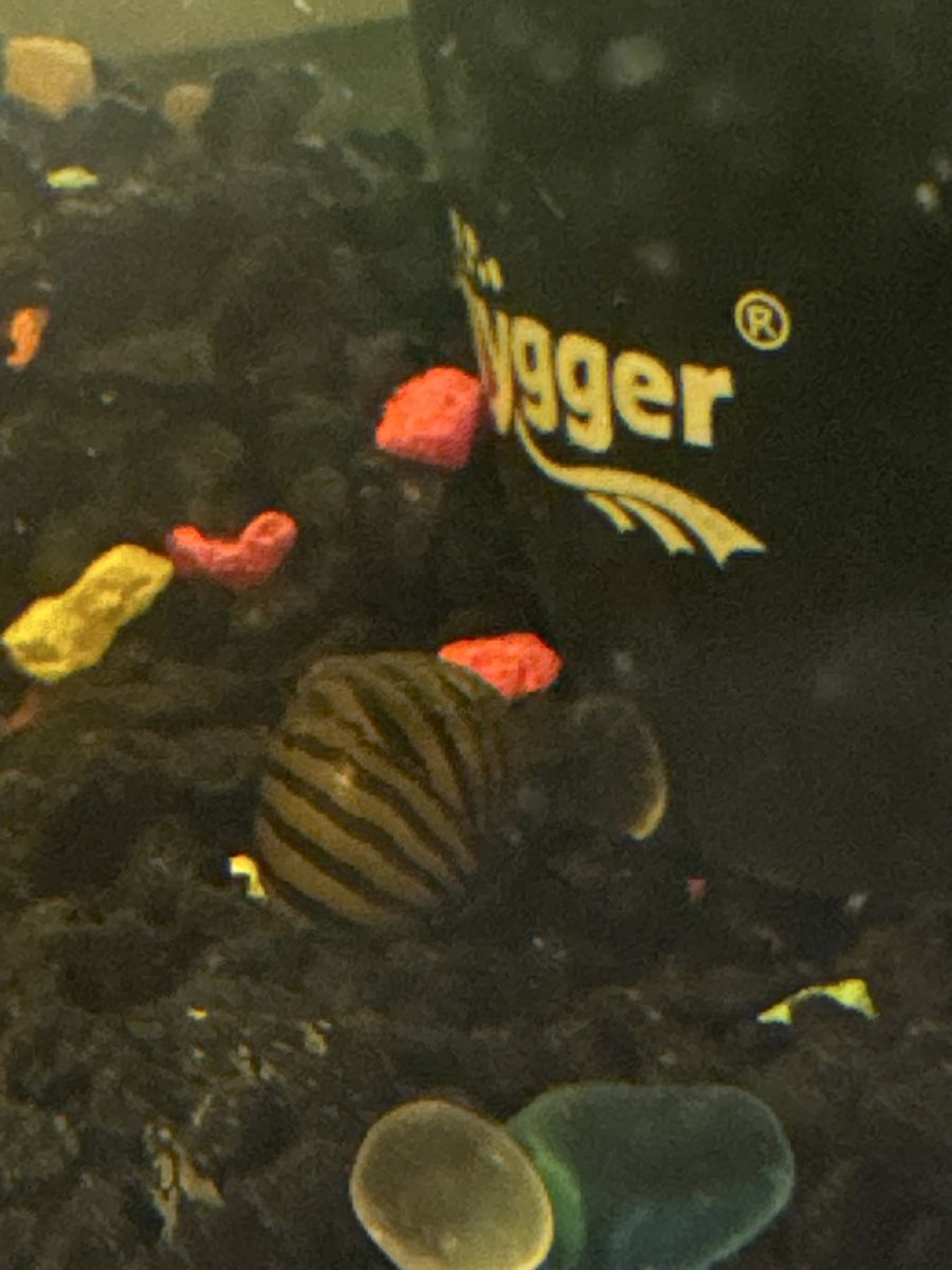 Nerite Snails