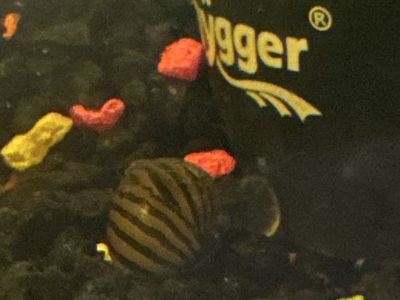Nerite Snails