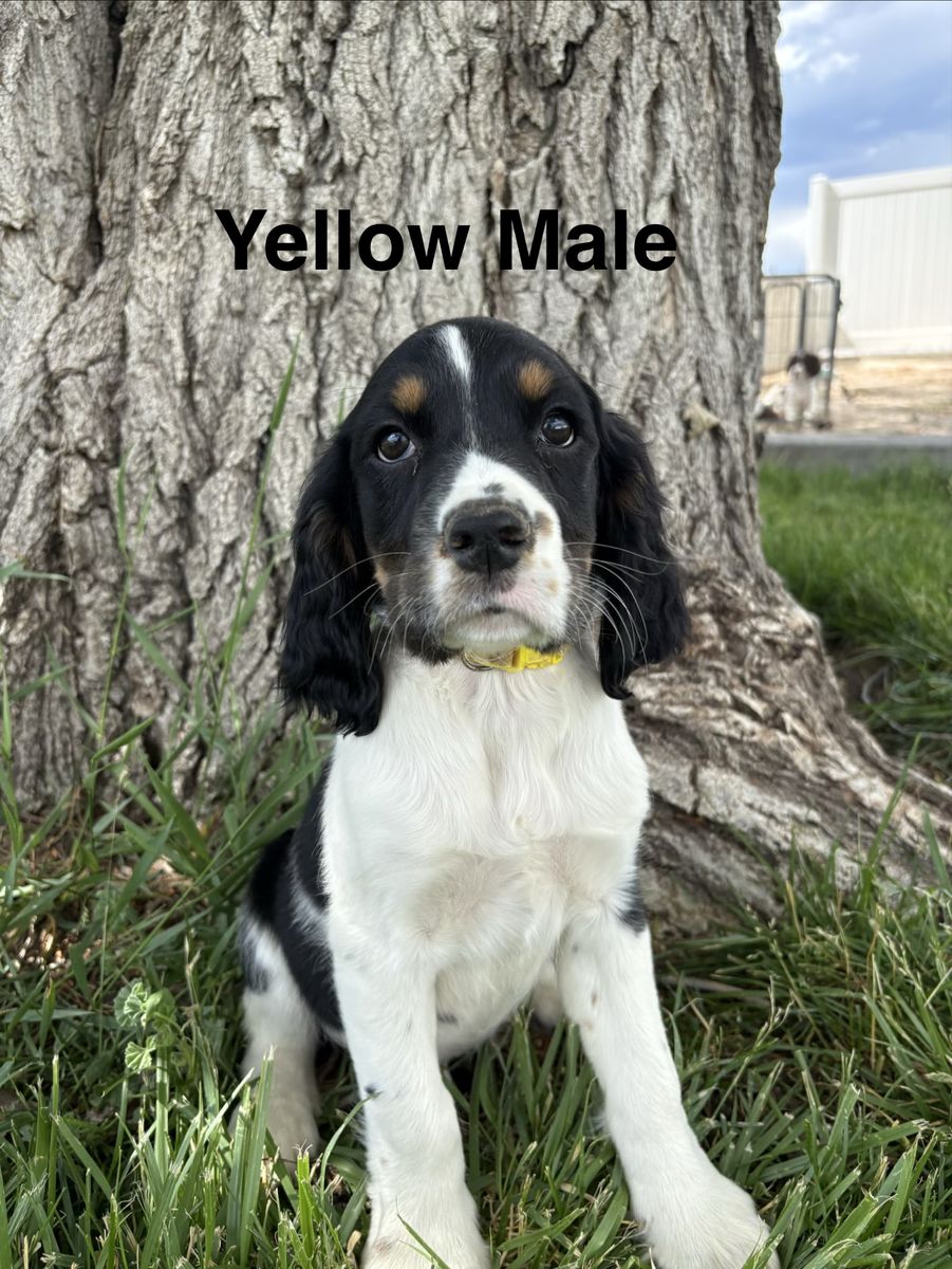 4 AKC Springer Spaniel Puppies