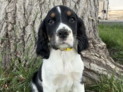 4 AKC Springer Spaniel Puppies