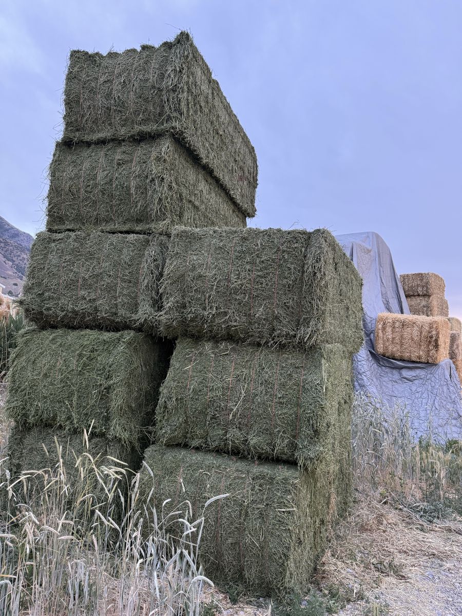 3rd Crop 3x4 Straight alfalfa