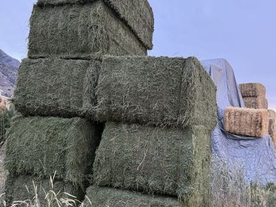 3rd Crop 3x4 Straight alfalfa