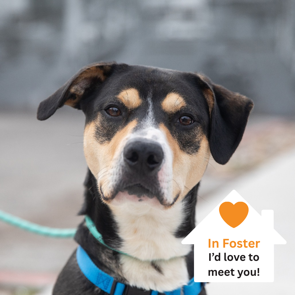 Hello my name is Smartie