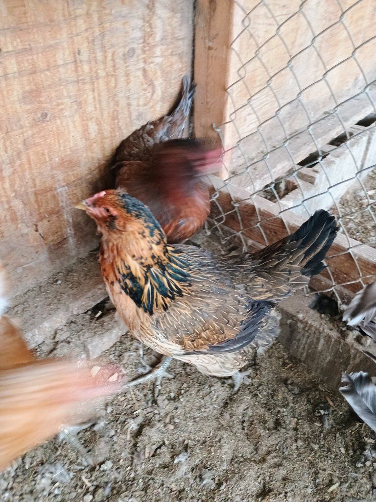 2 Easter Egger hens.  2 yrs. old. $20 each.