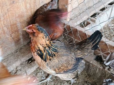 2 Easter Egger hens. 2 yrs. old. $20 each.