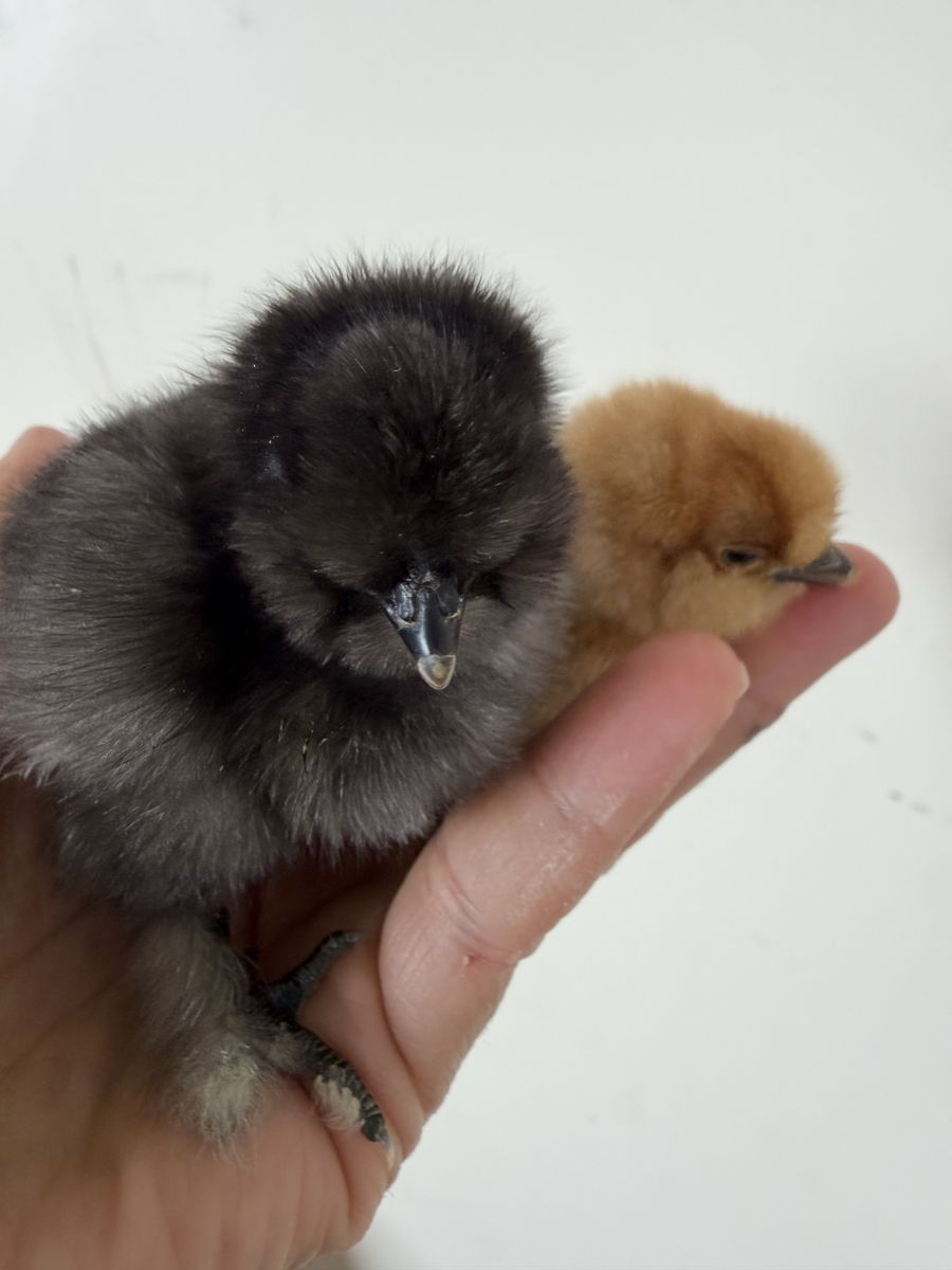 Cutest Silkie chicks