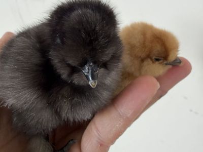 Cutest Silkie chicks