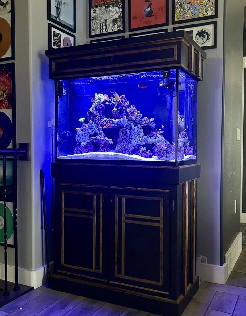 65 GALLON REEF SET UP