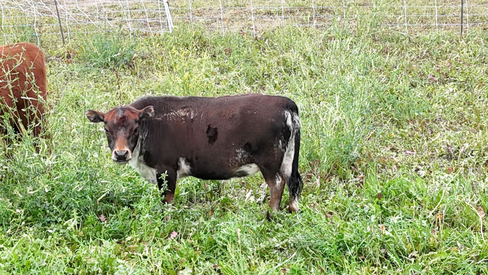 Small Heifer Calf