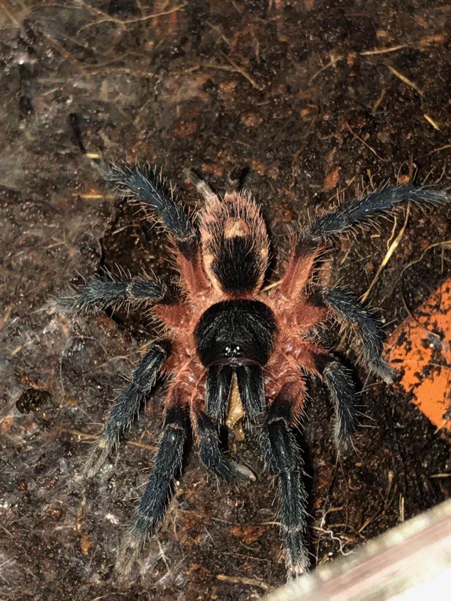 Tarantulas, Isopods, Scorpions etc