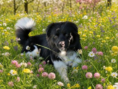 Bandit - Male Border Collie Mix - Available for Adoption