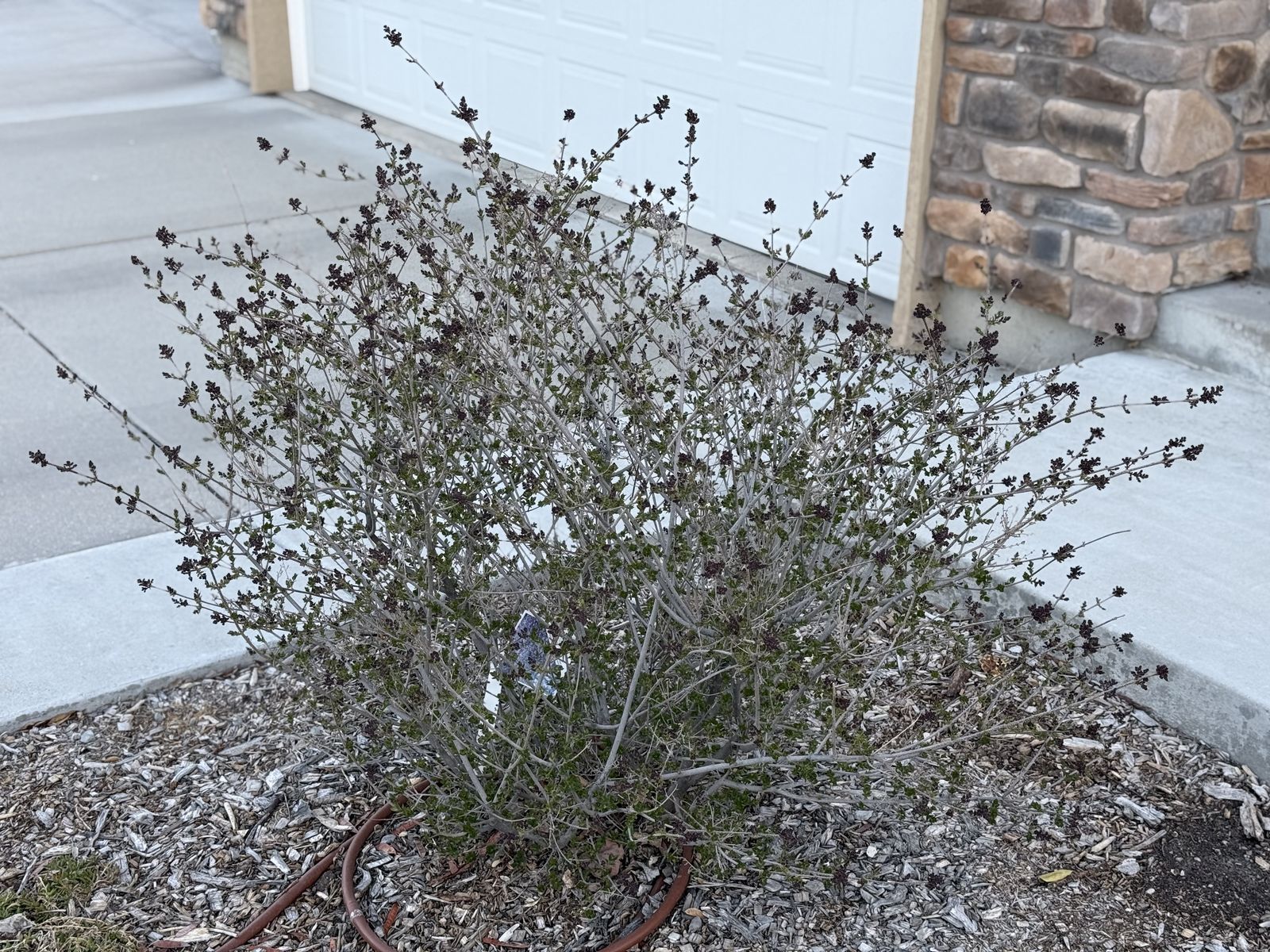 "Bloomerang" Reblooming Lilac Bushes (2x)